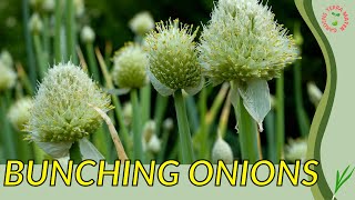 BUNCHING ONIONS Information and Growing Tips  Allium fistulosum [upl. by Lavine]