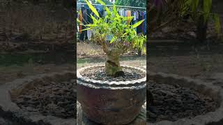 Musim semi bambu bonsai [upl. by Lateehs50]