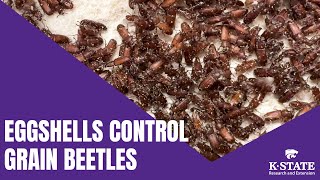 Eggshells Control Red Flour Beetles [upl. by Sherrill]