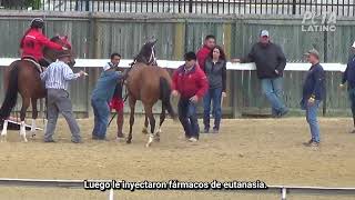 Detrás de las “pantallas” el asesinato de un caballo de carreras de 2 años en una subasta juvenil [upl. by Jobi]