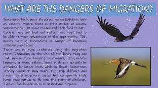 PPT on MIGRATING BIRDS [upl. by Alica]