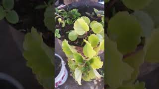 Plectranthus nummularius planta shorts natureza [upl. by Coletta]