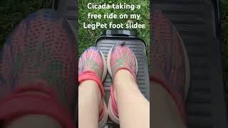 Cicada taking a free ride on my LegPet foot slider cicada legpet foot [upl. by Macmullin526]