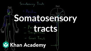 Somatosensory tracts  Organ Systems  MCAT  Khan Academy [upl. by Atinomar]