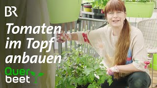 Tomaten auf dem Balkon  Bayerisches Gemüse des Jahres [upl. by Annaerb]