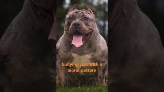 Let’s Talk Merle American Bullies what’s your thoughts on these Dogs americanbully pocketbully [upl. by Lubow]