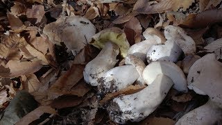 100 Funghi sotto le foglie Novembre 2018 [upl. by Piane]