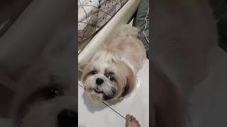 kittu use the Malayalam song🥰doglover shihtzucuteness cute 🎵 [upl. by Nolan]