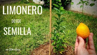 Cómo cultivar un LIMONERO desde SEMILLA proceso completo 🍋  en20metros [upl. by Flanna]