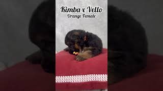 Kimbas 4 amp 12 Weeks Orange Collar Female [upl. by Arron]