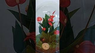 Anthurium in terrarium [upl. by Lossa]