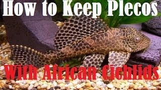 How to Keep Plecostomus With African Cichlids [upl. by Ranilopa]