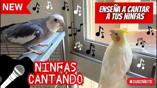 NINFAS CANTANDO 🎶birds ninfa ninfas aves nymph sound calopsita new newvideo birdsounds [upl. by Elise126]