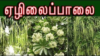 alstonia scholaris medicine ஏழிலைப்பாலையின் வைத்தியம் ezhilai paalai [upl. by Katti]