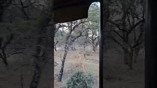 Zwahili Private Game Lodge amp Spa loveofanimals nature gamelodge gamedrive outdoors wildlife [upl. by Goldston]