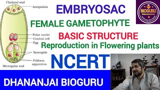 Structural Description of Female Gametocyte Embryo SacNEETNCERT [upl. by Tail]