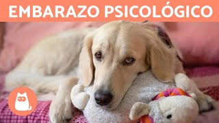 Embarazo psicológico en perros  Síntomas y tratamiento [upl. by Kyrstin252]