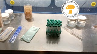 Breeding Mushrooms Part 1 Serial Dilutions and Isolating Haploids [upl. by Ofilia]