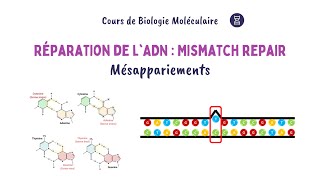 Réparation de lADN  Voie Mismatch Repair MMR  Biochimie Facile [upl. by Asiram]