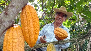 PRODUCCION DE CACAO CHUNCHO EN CUSCO  PERU [upl. by Stilla]