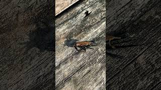 Stonefly fishingfly [upl. by Notnilk412]