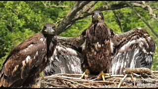 Decorah North Nest 52324 DN17 showing off those beautiful wings [upl. by Emalia864]