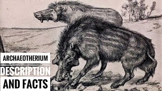 Archaeotherium  Description and Facts [upl. by Oaht213]