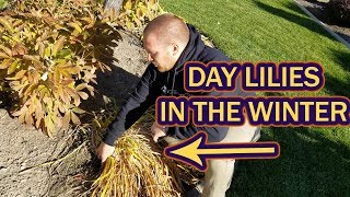 How to prep day lilies for the winter [upl. by Decker]