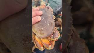 crab crabbing fishing dungeness dungenesscrab shellfish limits [upl. by Trinidad]