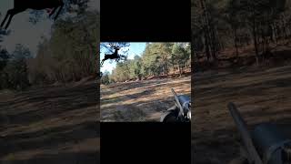 TIR DUN CERF EN BATTUE SOLOGNE  chasse hunting hunt cerf deerhunting deer [upl. by Imefulo402]