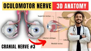 oculomotor nerve  cranial nerve anatomy  3rd cranial nerve anatomy [upl. by Akyssej392]