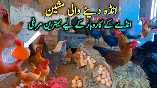 Egg Laying Machine  Egg Collection in Ali BhAi Poultry Farm [upl. by Quigley238]