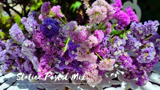 Limonium Sinuatum Statice Flowers Perfect for flower vase amp DIY projects [upl. by Eicart]