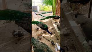 Bird farm  peacock  birds farming india pakistan [upl. by Oicaroh817]