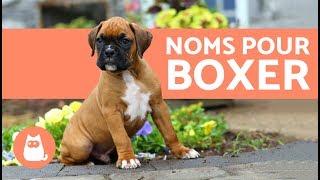 Noms de chiens boxer [upl. by Iuq778]