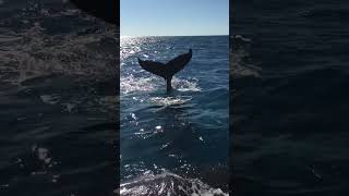 Whale Watch Hervey Bay Australia 澳洲赫維灣觀座頭鯨 [upl. by Millur]