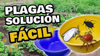 Elimina las PLAGAS en tus Plantas FÁCIL ⚡ MOSCA BLANCA Pulgones Minador  Trampas Cromáticas [upl. by Burne491]