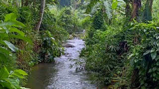 Montaint River Waterfall Flowing 247  Harmonious River Flow and Lovely Forest Birds [upl. by Ahsiner180]