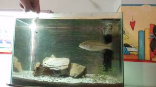 Largemouth Bass Eats 20 Little Bullheads [upl. by Emiatej]