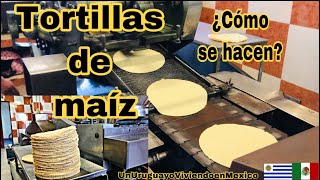 ¿Cómo se hacen las tortillas de maíz en una tortillería Veremos el proceso paso a paso [upl. by Walston951]