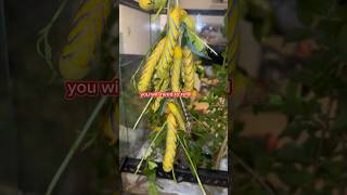 How to care for Deaths Head Hawk Moth moths youtubegrowth moth hawkmoth subscribers [upl. by Mackler]