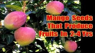 Polyembryonic Mango Seeds List Of Mango Seeds That Grow Mangoes on 2 to 4 Years [upl. by Annayoj510]