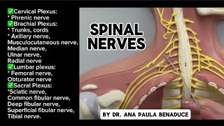 Spinal Nerves Plexus Trunks Cords and Nerves of Upper and Lower Limb  Flat Model [upl. by Kera346]