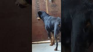 Rottweiler dog barking shorts dogbarking [upl. by Ramsay]