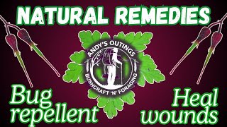 Natural remedies  Herb Robert  Bug repellent  healing wounds and also food [upl. by Eiramlatsyrc]