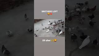 BROTHERS LOFT 🦁❤️‍🔥trending pigeon youtubeshorts kabootar viralshort trendingshorts [upl. by Vitkun987]