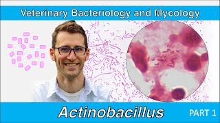 Actinobacillus Part 1  Veterinary Bacteriology and Mycology [upl. by Macfarlane187]