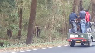 Lataguri Forest  Mhakal mandir  Elephant on Road I Tourist Places in Dooars West Bengal  Lataguri [upl. by Marshal856]