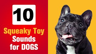 Squeaky toy sounds DOGS go CRAZY  Try it now [upl. by Bozuwa]