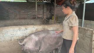 feed pigs ThoaRurallife4 [upl. by Elylrac66]